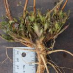 Alfalfa crown with firm tap root