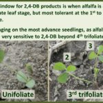 Alfalfa Growth Stages