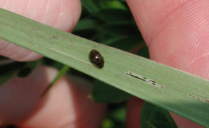 Cereal Leaf Beetle Larvae
