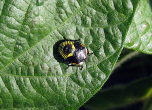 Green stink bug nymph (H. Bohner, OMAFRA)
