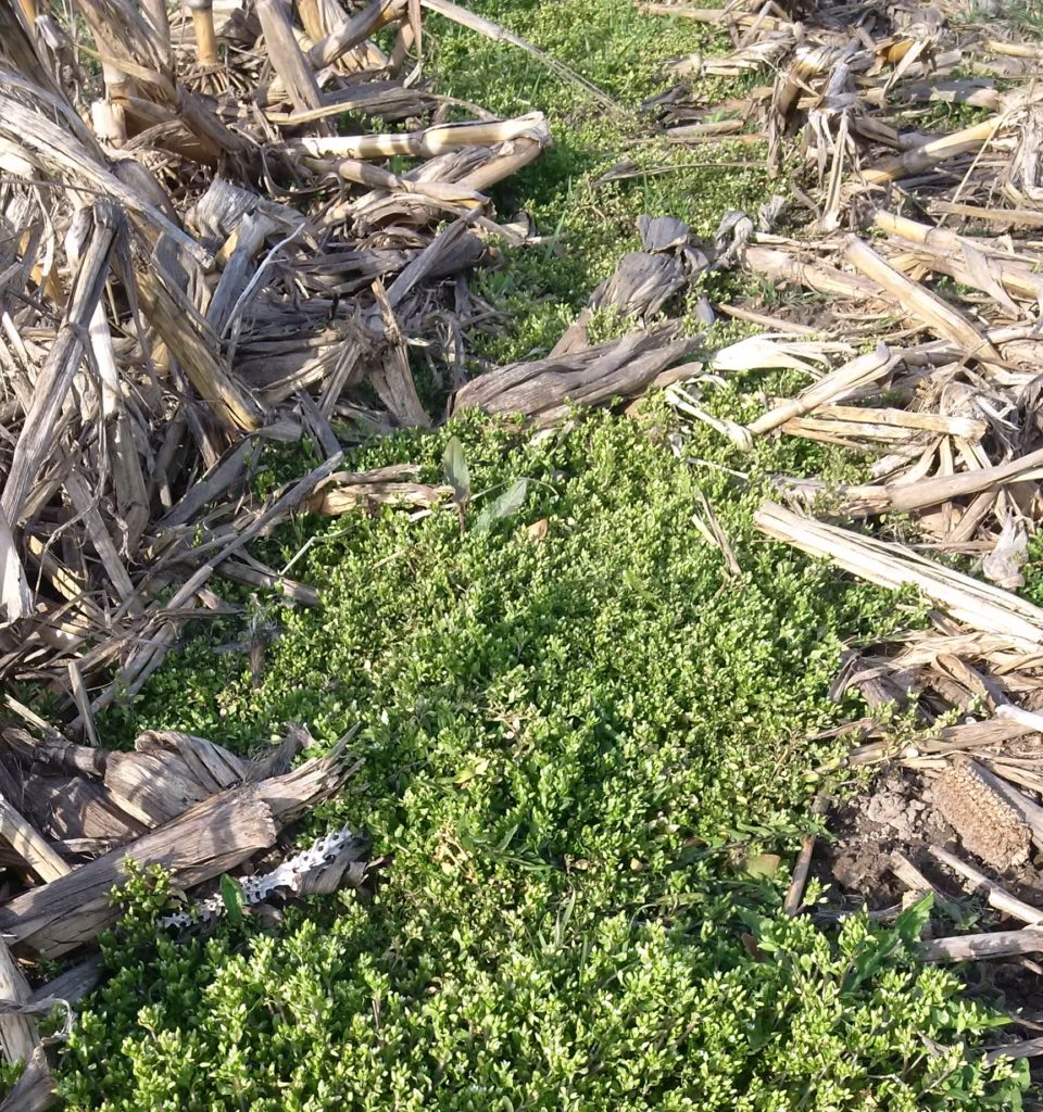 Common chickweed growth in corn stalks slated for soybeans, a pre-plant burndown should be done to remove this carpet of weeds prior to planting.
