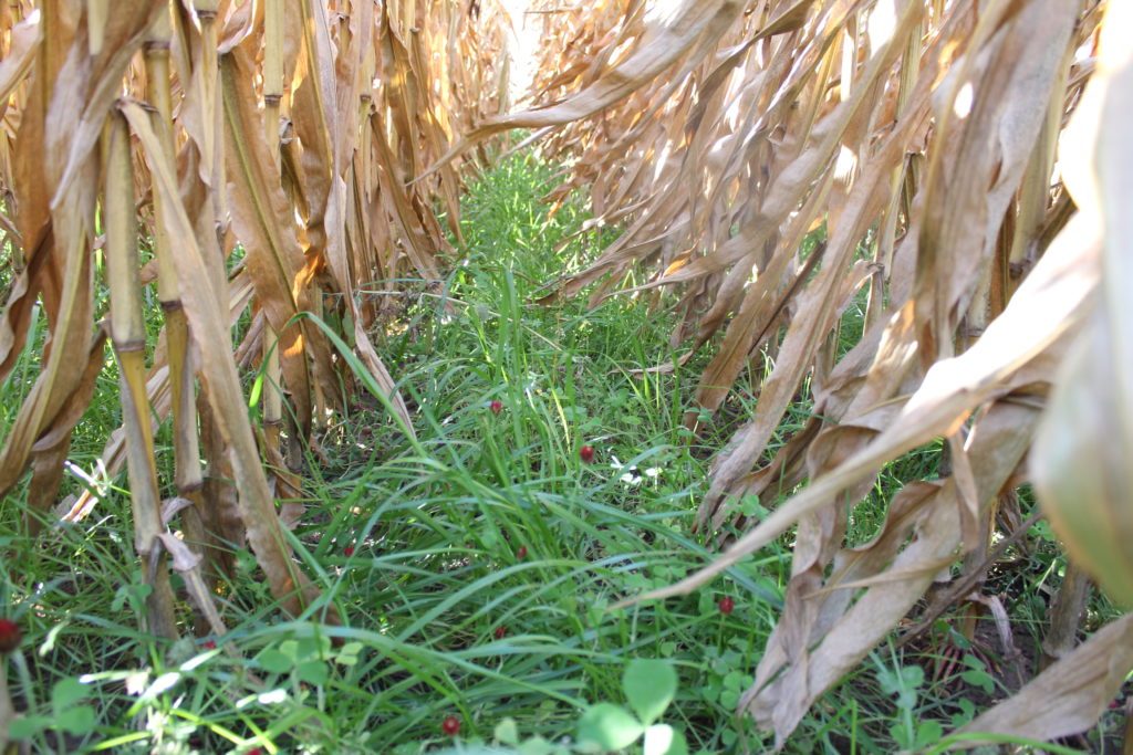 Corn shown in October with a inter-seeded annual rye-grass and crimson clover that was seeded at the 7-8 leaf over stage of corn
