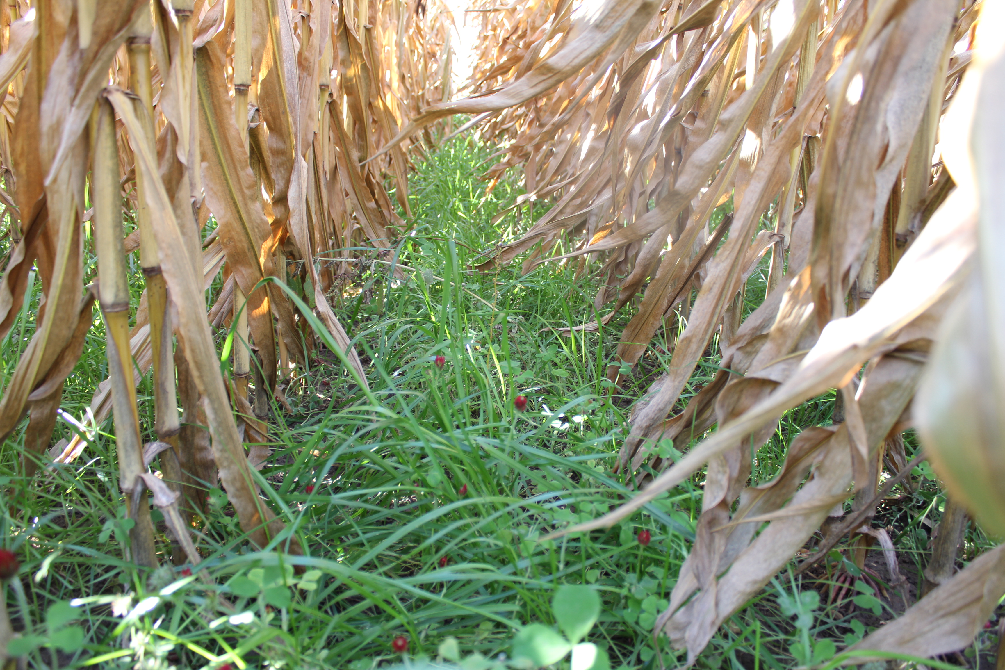 Annual Rye Grass And Clover Sensitivity To Soil Applied Corn Herbicides Field Crop News,Prayer Shawl
