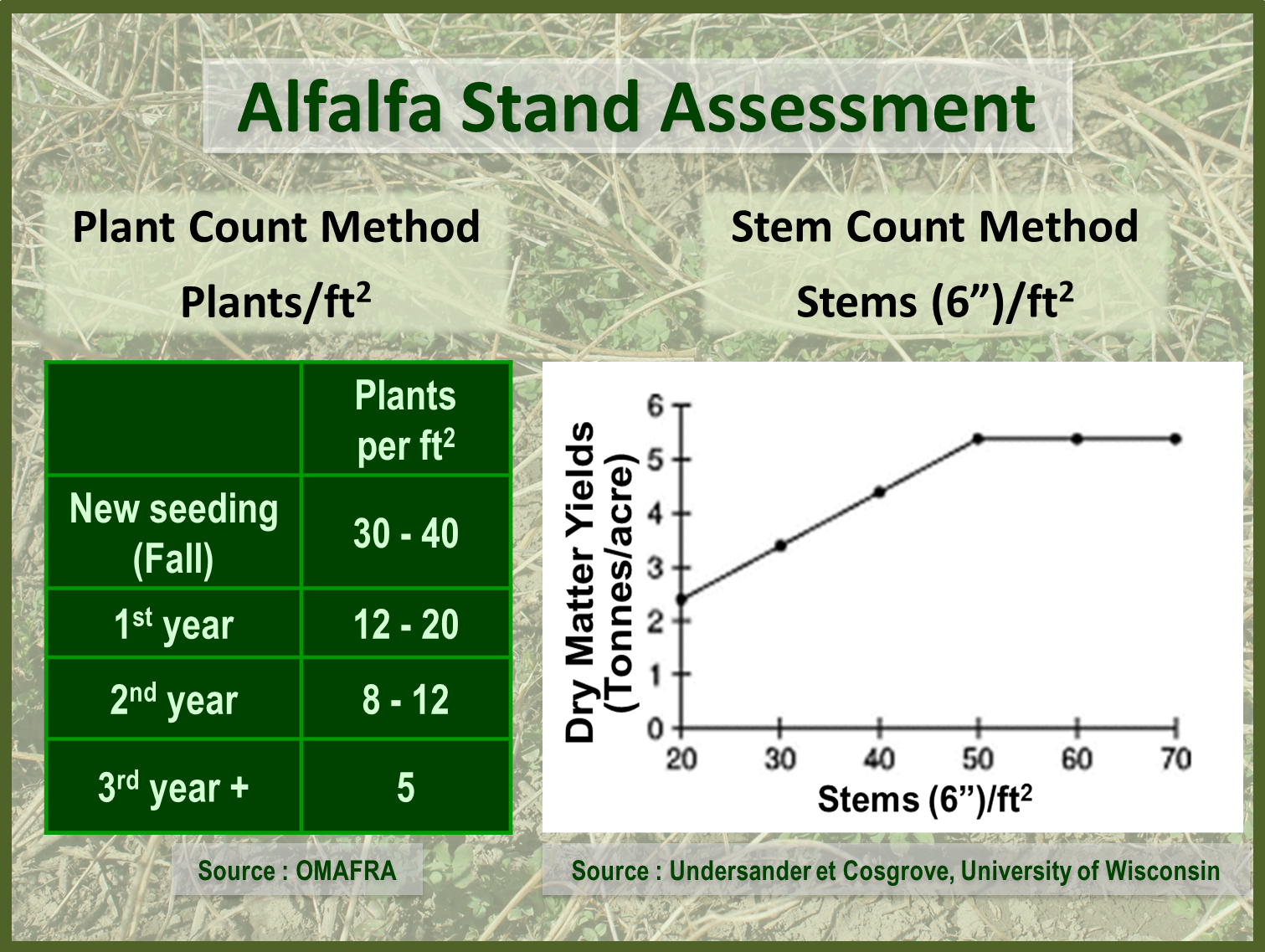 Alfalfa Stand Assessment