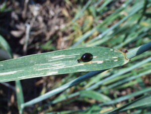 Cereal leaf beetle larva and feeding damage.