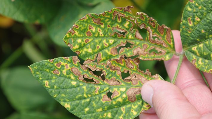 Soybean Disease Identification Resources – Field Crop News
