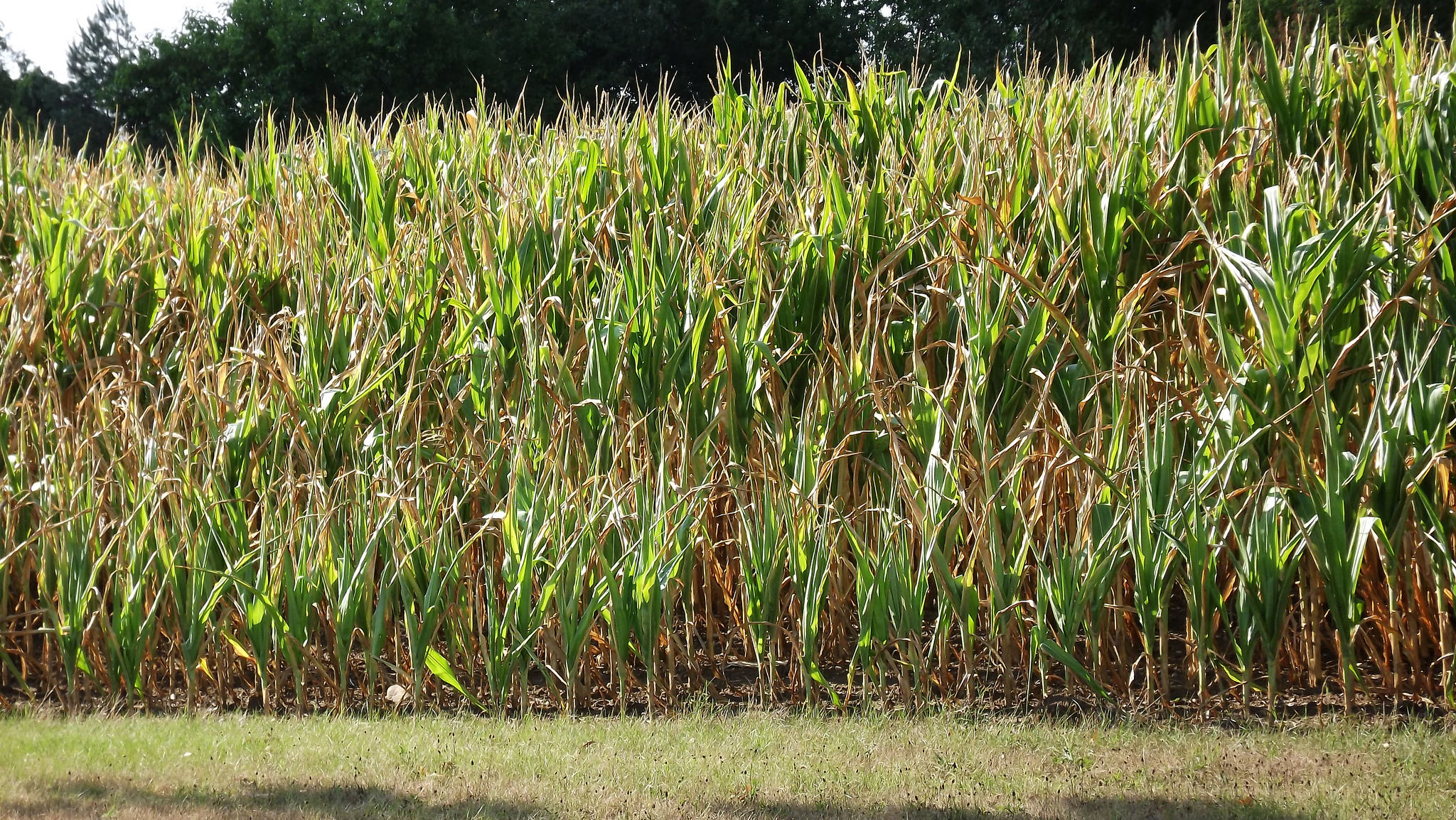 Utilizing Moisture Stressed Corn as Feed Field Crop News