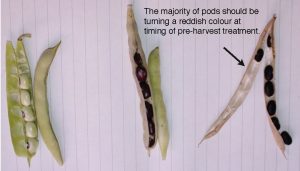 Figure 4. Black bean pods that are red coloured on the outside contain mature seed. (G. Wilson)