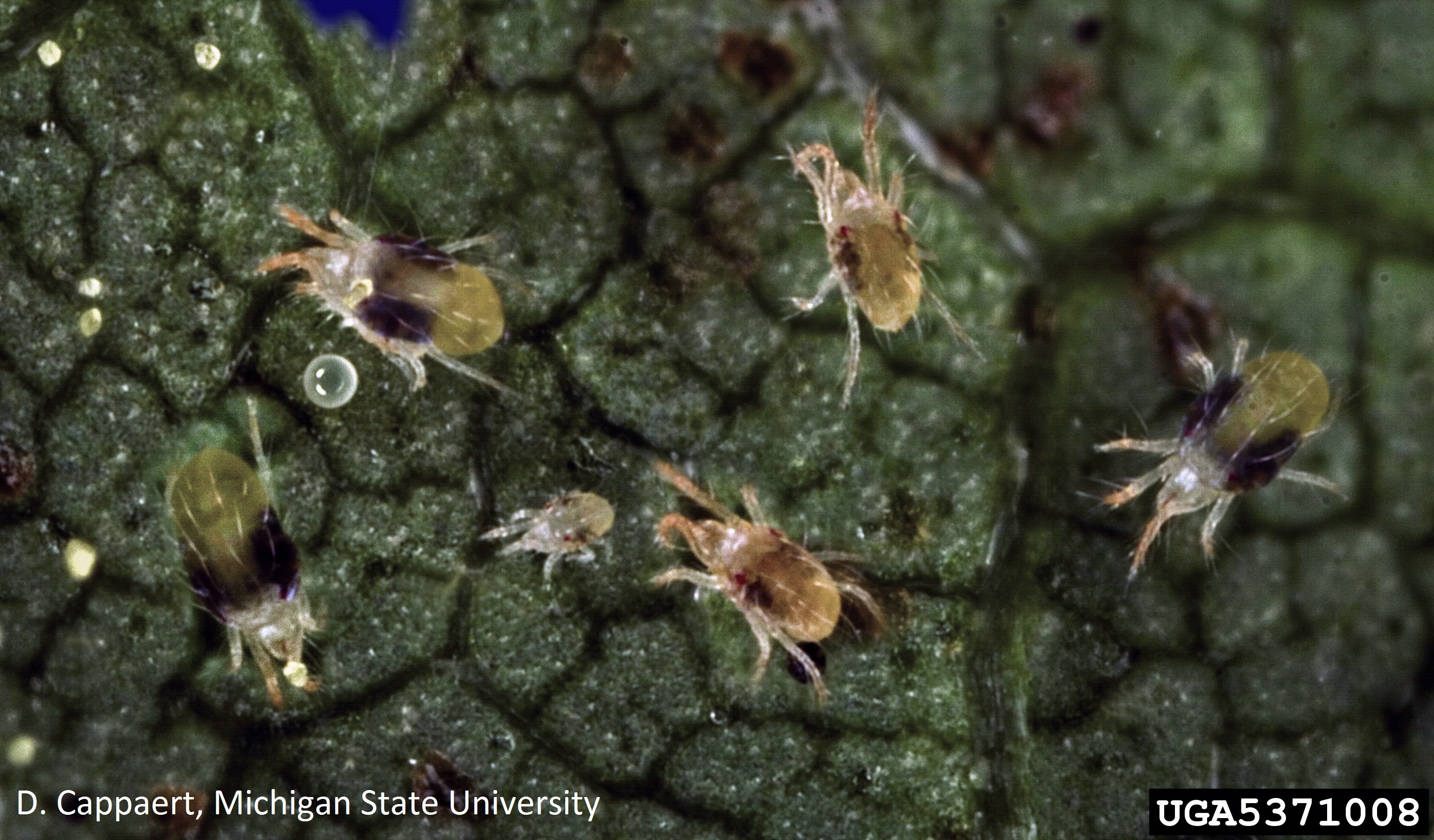 Two Spotted Spider Mites In Edible Beans And Soybeans Field Crop News