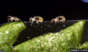 Two-spotted spider mites and webbing (D. Cappaert, Michigan State U)
