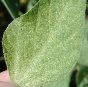 Stippling symptoms on upper surface of leaf (T. Baute, OMAFRA)