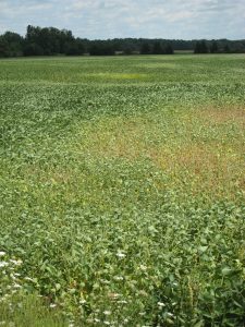 Severly infested soybean field showing signs of plant injury (T. Baute, OMAFRA)