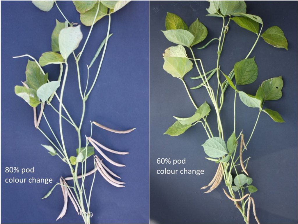 Figure 5. Percent pod colour change of adzuki bean plants. (G. Wilson)