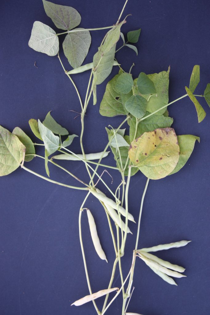 Figure 1. White bean plant with 60% pod colour change. This stage is too early for a pre-harvest herbicide, many pods are still green. (G. Wilson)