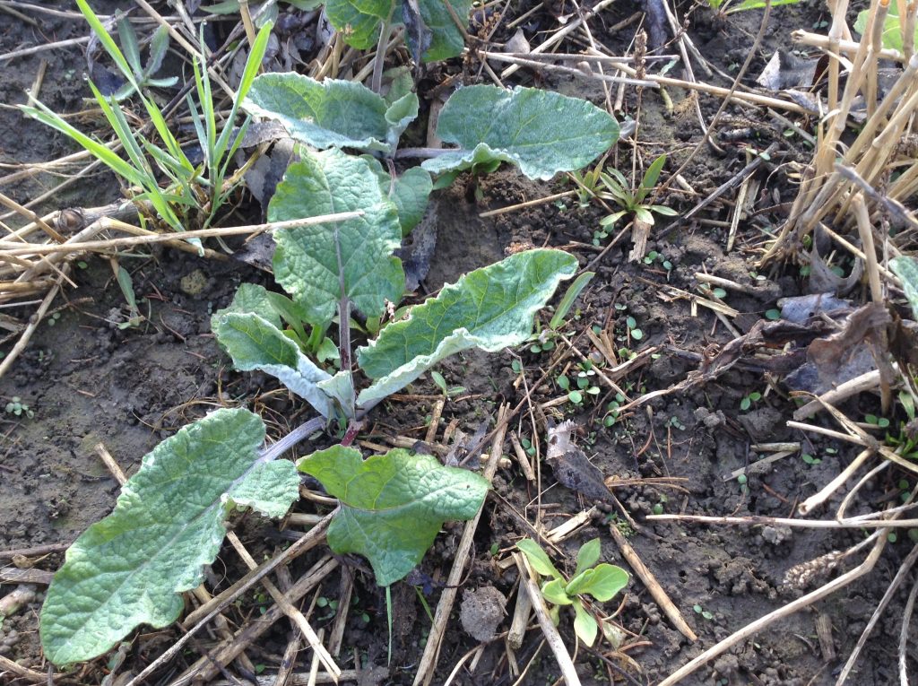 Figure 1- Two different stages of burdock on April 30, 2014. The large overwintering plant that has emerged from the large taproot and the small young seedlings that have recently germinated.