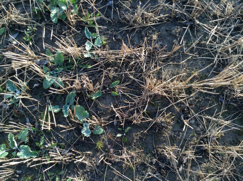 Figure 2 – The influence of fall applied herbicides on established burdock plants during in late April. On the left, an un-sprayed area from last fall and on the right a fall applied herbicide treatment.
