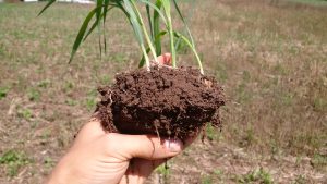 Dark coloured topsoil indicates good levels of soil organic matter