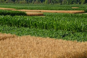 University of Guelph’s long-term crop rotation and tillage system trial in Ridgetown
