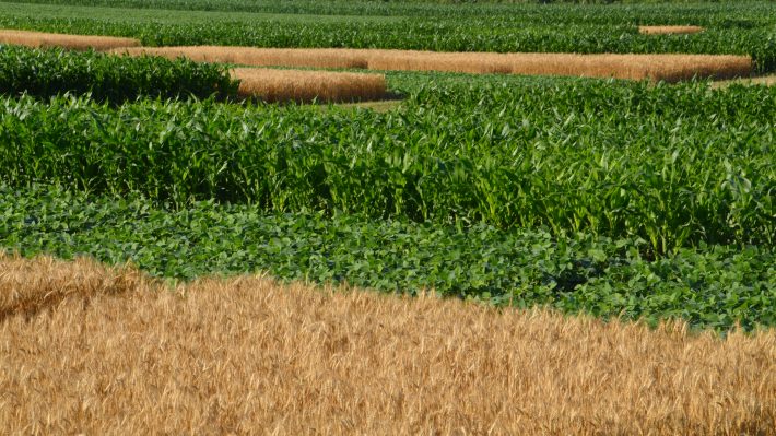 corn and wheat plants