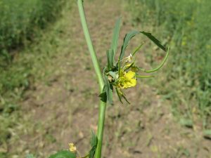 Figure 1. A canola plant with swede midge damage that prevented growth of side branches.