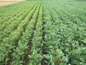 2017 Feb - Bohner - Figure 1