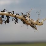 young canola root with slight gall formation, the beginning of clubroot symptoms