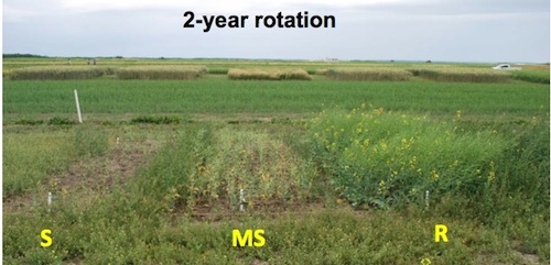 Photos from Gary Peng from AAFC from clubroot trials in Quebec. Clubroot resistant, moderately susceptible and susceptible canola varieties were grown on clubroot infested soil on rotations that ranged from continuous canola to canola every 5 years. This photo show how a 2 year rotation leads to up to 100% yield loss for susceptible and moderately susceptible varieties, and low yields for resistant varieties. 