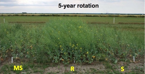 Photos from Gary Peng from AAFC from clubroot trials in Quebec. Clubroot resistant, moderately susceptible and susceptible canola varieties were grown on clubroot infested soil on rotations that ranged from continuous canola to canola every 5 years. This photo show how a 5 year rotation leads to up to low yields for susceptible and moderately susceptible varieties, and good yields for resistant varieties.