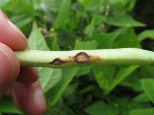 anthracnose lesions on bean pod