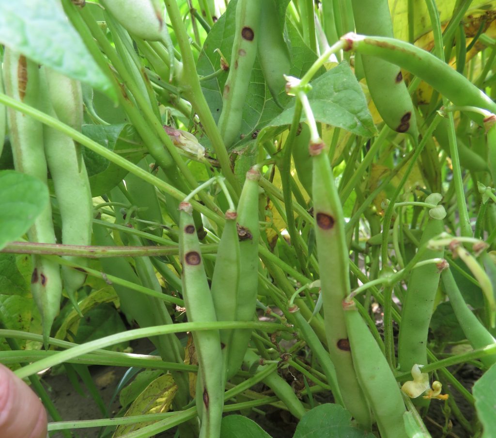 photo of edible beans in the field, green pods have anthracnose lesions