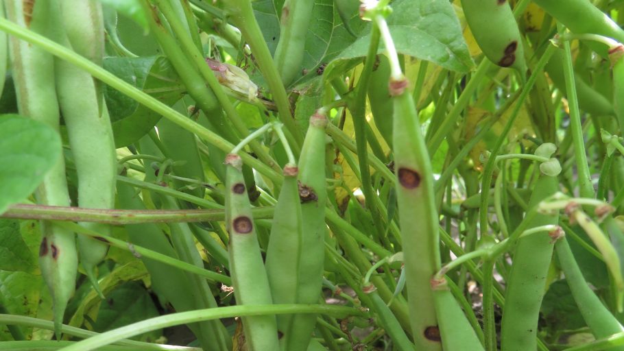 Anthracnose Fungicides for Dry Beans Field Crop News
