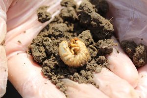 Grubs can be found close to the soil surface in both spring and fall