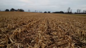 Figure 7. Fall strip till zones after corn harvest, Oxford county. Strip tillage is a tool to help reduce erosion risk by maintaining residue cover. It also allows for incorporation and placement of dry fertilizer.