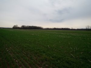 Figure 5. Cereal rye cover crop in Brant county, mid-April, 2017. Seeded after corn silage harvest to protect soil from water erosion that is typical on this field. It has been very effective.
