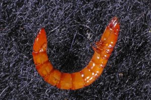 Wireworm Larva. A. Schaafsma, UGRC