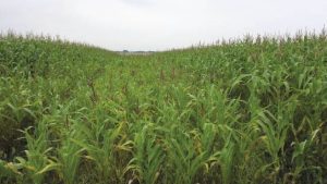 Stunted crop growth due to compaction (Fulton and Shearer, OSU)