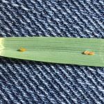 Cereal leaf beetle eggs. S. Gowan, Gowan Crop Consulting