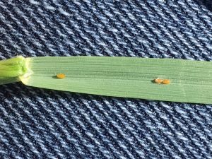 Cereal leaf beetle eggs. S. Gowan, Gowan Crop Consulting