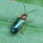 Cereal leaf beetle adult. J. Smith, UGRC