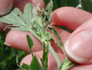 Alfalfa weevil larva and damage. T Baute, OMAFRA