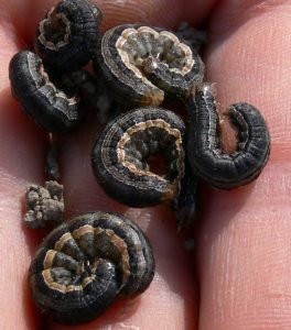 True armyworm larvae. T. Baute, OMAFRA