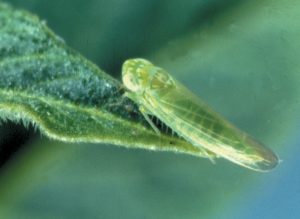 Potato leafhopper adult. Photo: T. Baute, OMAFRA
