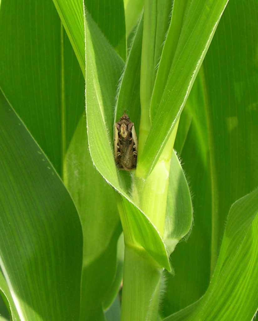Western Bean Cutworm moth in corn leaf collar