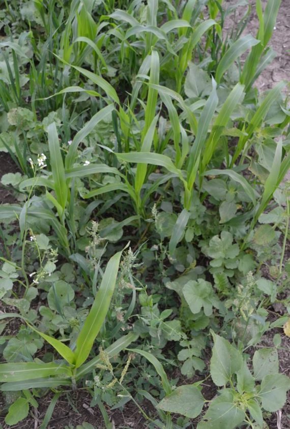 Figure 1. A cover crop mixture can provide crop diversity and a variety of root types.