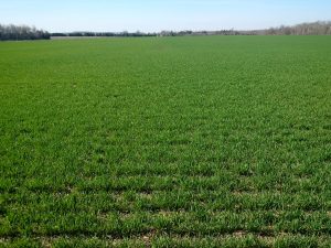 A field of winter wheat in Perth County, April 2017