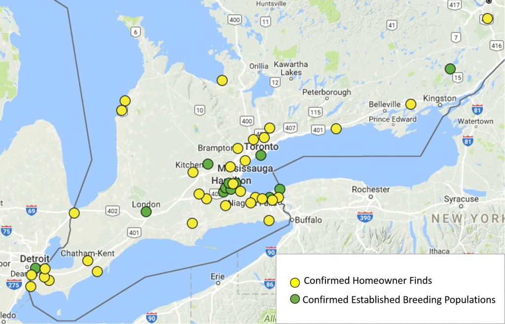Map of Southern Ontario showing confirmed homeowner finds and established breeding locations of BMSB..
