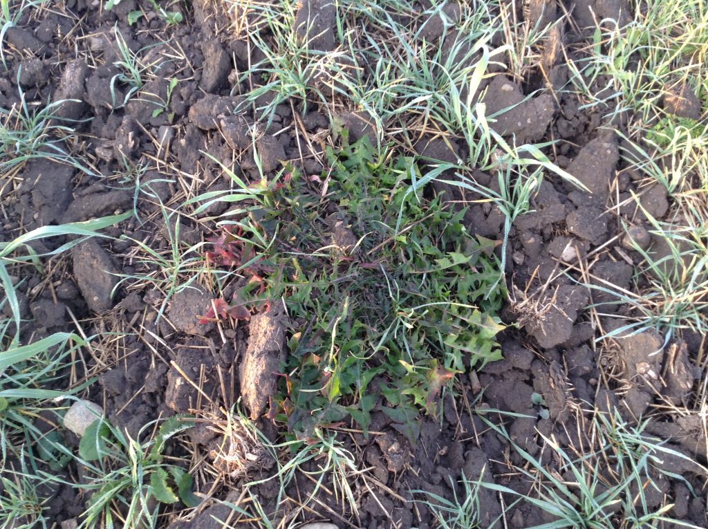 Figure 3.  Dandelion unharmed 3 days after a frost event.