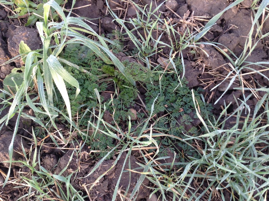 Figure 4.  Wild carrot unharmed 3 days after a frost event.