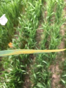 Figure 1: Stripe rust infection on winter wheat in Ontario.