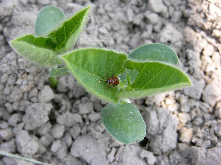 Bean Leaf Beetle Showing up in Essex and Chatham Kent – Field Crop News